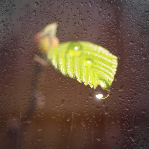 Gocce di acqua dolce su una foglia d'impianto sotto luce solare gialla. Foto macro. Il germe della pianta dietro il vetro . — Foto Stock