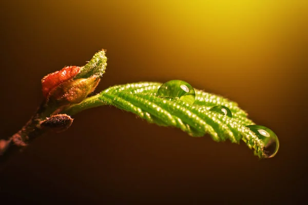 Drops of fresh water on a plant leaf under yellow sunlight. Macro photo. — Stock Photo, Image