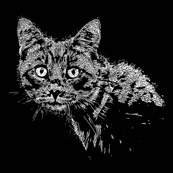 Gato sobre fondo aislado. Vector fotorrealista . — Vector de stock