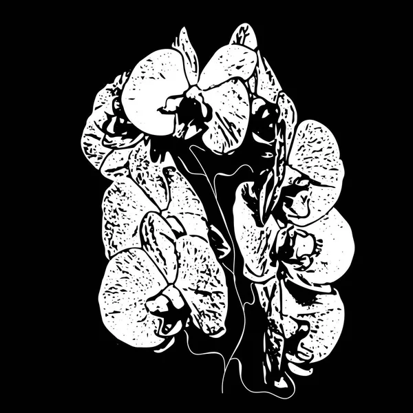 Orkide çiçekleri izole arka plan üzerinde. Vektör çizim.