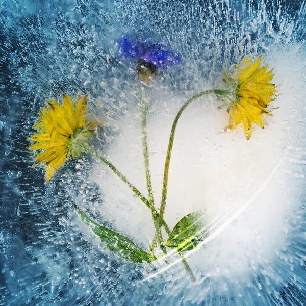 Mniszek kwiaty są związane z lodu z powodu ciężkiego mrozu. Tło karty okolicznościówki lub baneru. — Zdjęcie stockowe