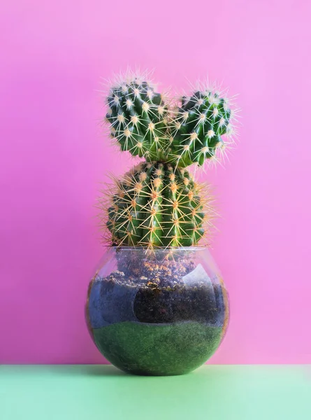 Cactus sobre fondo rosa — Foto de Stock