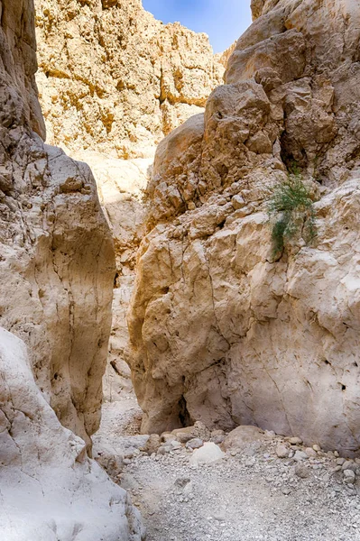 Voyage dans le désert israélien — Photo