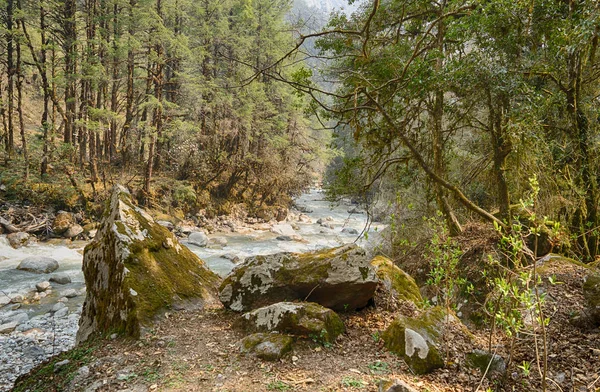 Nepal orman ormanda hiking — Stok fotoğraf