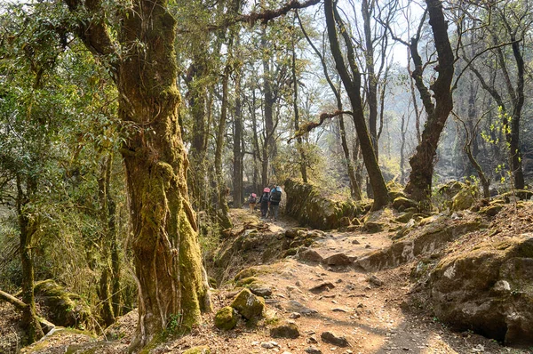 Nepal orman ormanda hiking — Stok fotoğraf