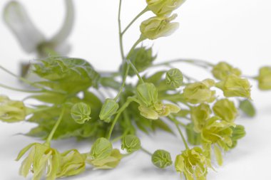 Çiçekli beyaz zemin üzerine yeşil şube