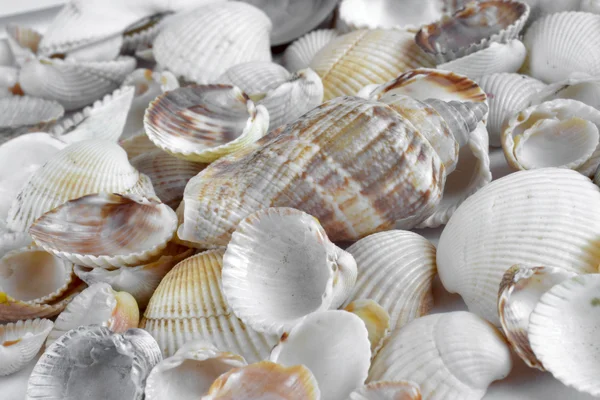 Conchiglie sul bianco - sfondo della natura astratta — Foto Stock