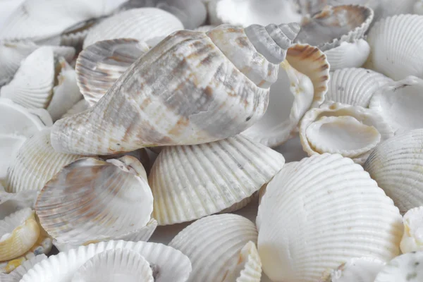 Conchiglie sul bianco - sfondo della natura astratta — Foto Stock