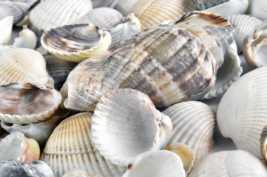 Beyaz - soyut doğa arka plan üzerine deniz kabukları