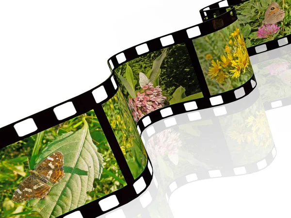 Filmrolle mit Farbbildern (Natur) auf weißem Hintergrund — Stockfoto