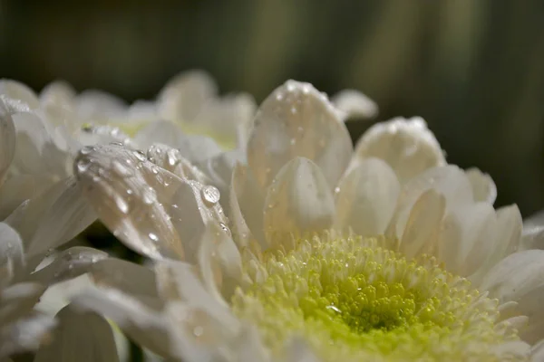 Abstrato Natureza Fundo Com Flor Molhada — Fotografia de Stock