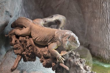 Iiguana Terrerium, doğa arka plan