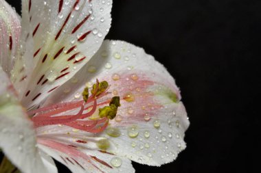 Çiçek ve yaprak siyah - doğa arka plan