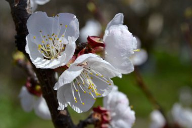parlak bahar folliage ve çimen - doğa arka plan. 