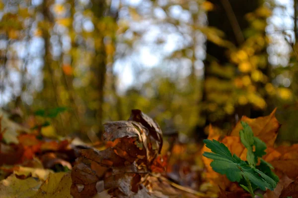 Осень в лесу — стоковое фото