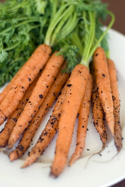 Récolte fraîche Carottes — Photo