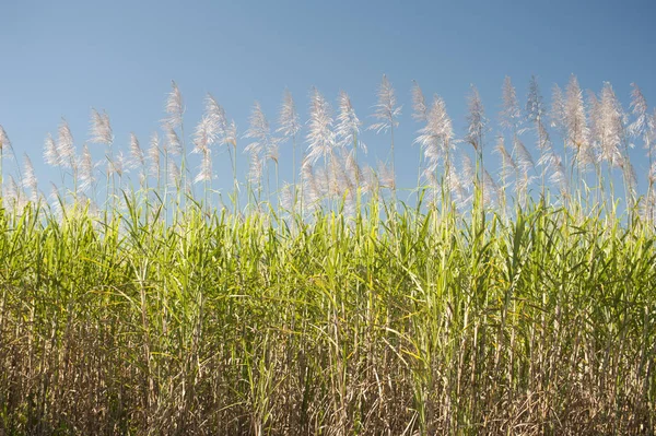 Canne à sucre poussant dans un champ agricole — Photo