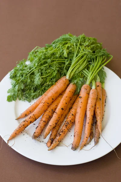 Plate of freshly harvested carrots — Stock Photo, Image