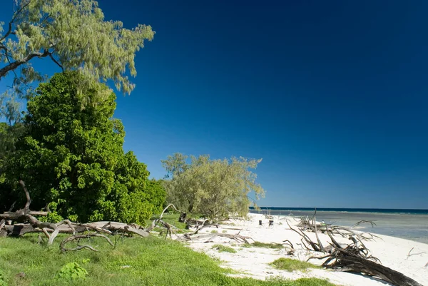 緑豊かなオーストラリアのグレートバリアリーフのレディ ムスグレイブ島と浅瀬と穏やかな海につながる砂浜 — ストック写真