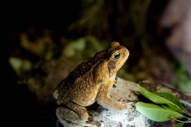 Australian cane toad in profile in a shaded rocky area outdoors with green leaves clipart