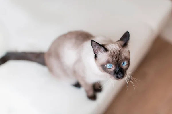 Sziámi macska gyönyörű kék szemekkel — Stock Fotó