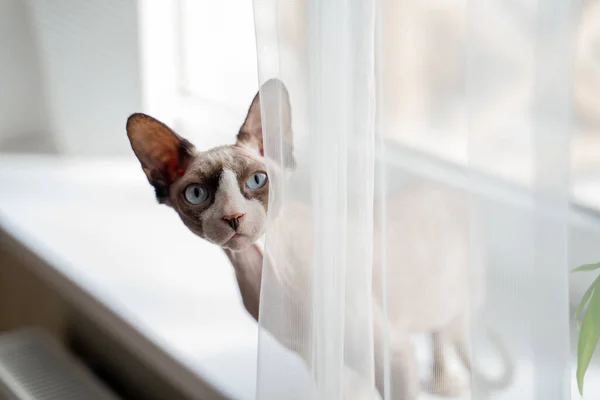 Sphynx cat light with blue eyes peeping from behind a curtain close-up