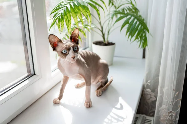 Sphynx cat light with blue eyes sits on a white windowsill, under a plant