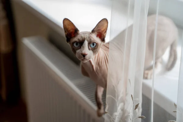 Esfinge Gato Luz Con Ojos Azules Mirando Desde Detrás Una —  Fotos de Stock