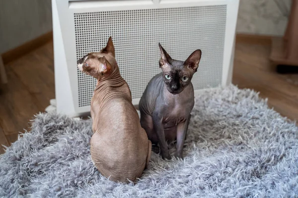 two sphynx cats are sitting by the heater, warming themselves. The heating season is over