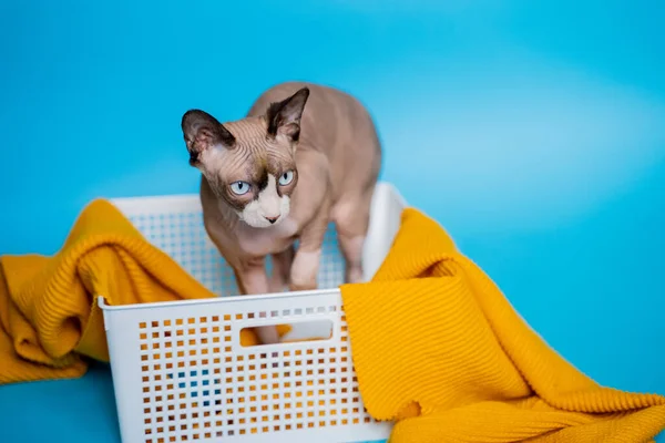 Hermoso Gato Esfinge Con Ojos Azules Sobre Fondo Azul Está —  Fotos de Stock