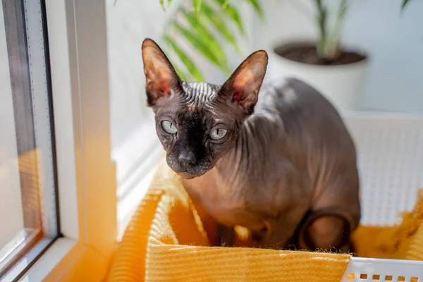 Gato Esfinge Con Ojos Azules Sienta Una Caja Plástico Con —  Fotos de Stock