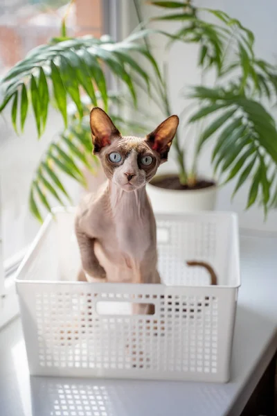 Gato Esfinge Con Ojos Azules Sienta Una Caja Plástico Alféizar —  Fotos de Stock