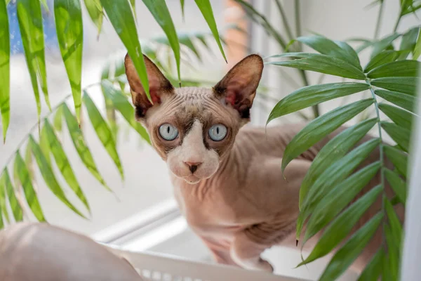Gato Esfinge Con Ojos Azules Sienta Una Caja Plástico Alféizar —  Fotos de Stock