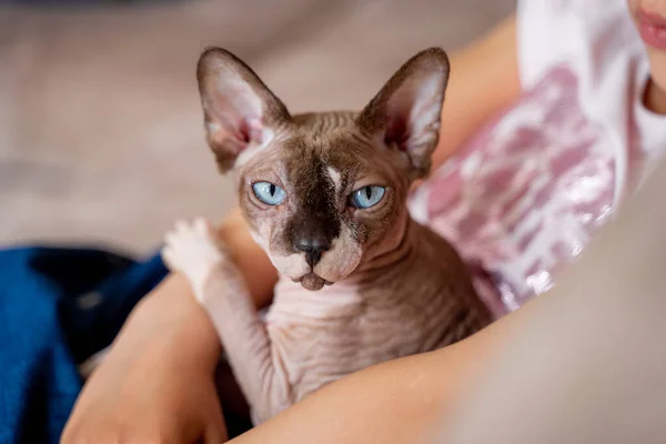 Sphynx Katze Mit Blauen Augen Den Händen Eines Mannes Dreht — Stockfoto