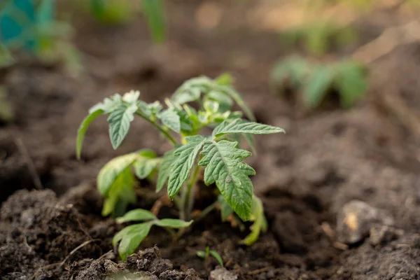 Tomato Seedlings Beautiful Green Clean Soil — Stock Photo, Image