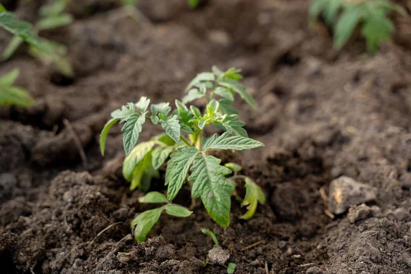 Tomato Seedlings Beautiful Green Clean Soil — Stock Photo, Image
