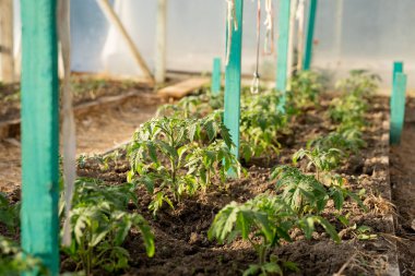 Domates fideleri, seradaki temiz topraklarda güzel yeşiller.