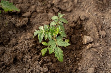 Domates fideleri, temiz toprakta güzel yeşil