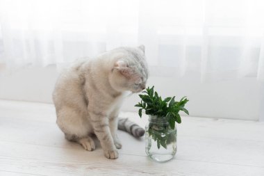 mint in a transparent glass. Healthy eating concept. Scottish breed cat sniffing her clipart