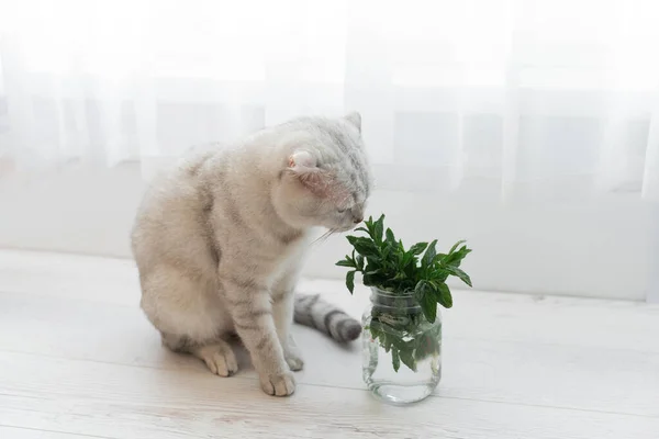 mint in a transparent glass. Healthy eating concept. Scottish breed cat sniffing her