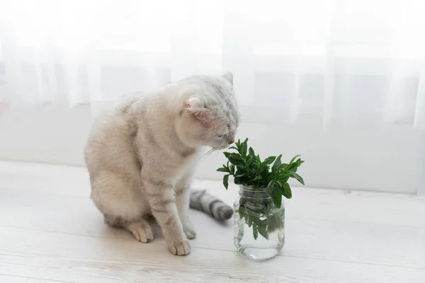 유리에 박하지 식습관 스코틀랜드 고양이가 냄새를 스톡 사진