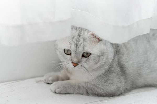 Gato Escocés Acostado Sobre Laminado Blanco Cerca Una Cortina Blanca —  Fotos de Stock