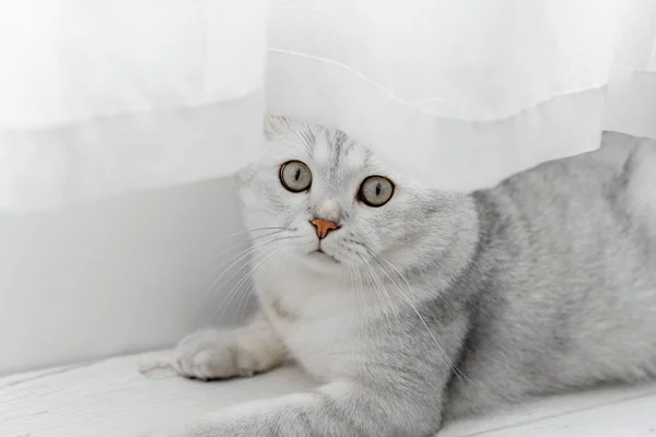 Gato Escocés Acostado Sobre Laminado Blanco Cerca Una Cortina Blanca — Foto de Stock