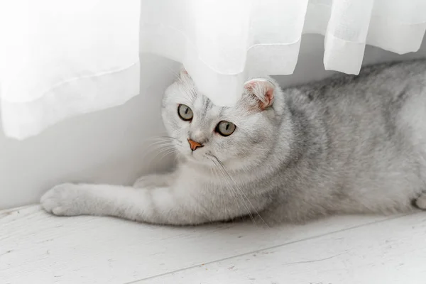 Gato Escocés Acostado Sobre Laminado Blanco Cerca Una Cortina Blanca —  Fotos de Stock
