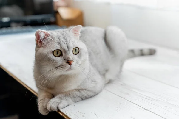 Schottische Faltkatze Liegen Auf Einem Weißen Laminat Der Nähe Eines — Stockfoto