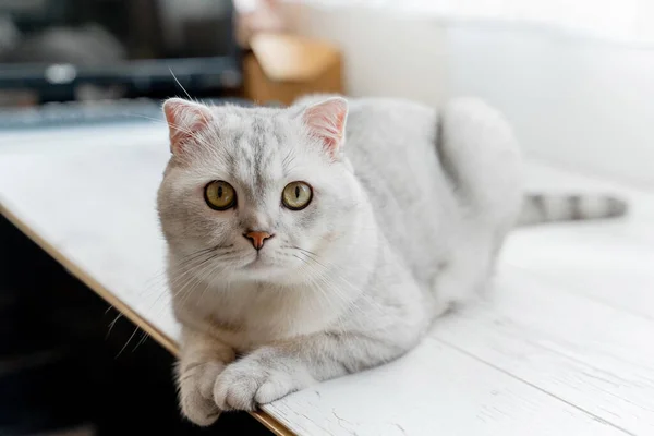 Schottische Faltkatze Liegen Auf Einem Weißen Laminat Der Nähe Eines — Stockfoto