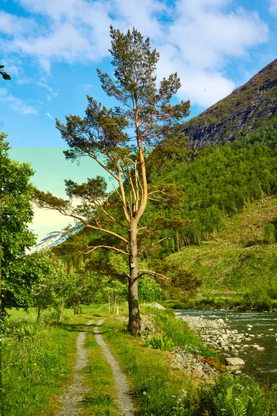 Alte Kiefern in den norwegischen Bergen — Stockfoto