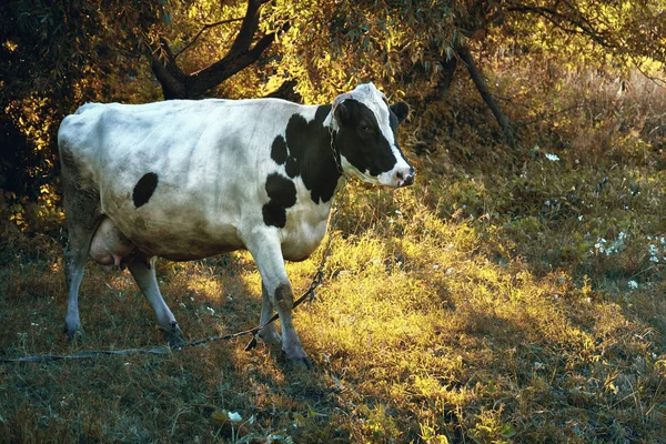 Vaca entre as árvores — Fotografia de Stock