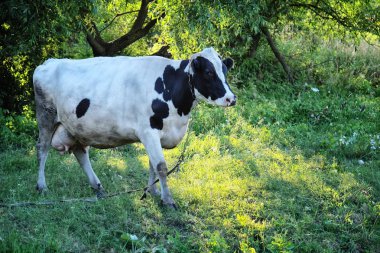 yeşil ağaçlar arasında inek