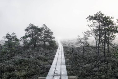 bitmeyen yol bataklık ve orman